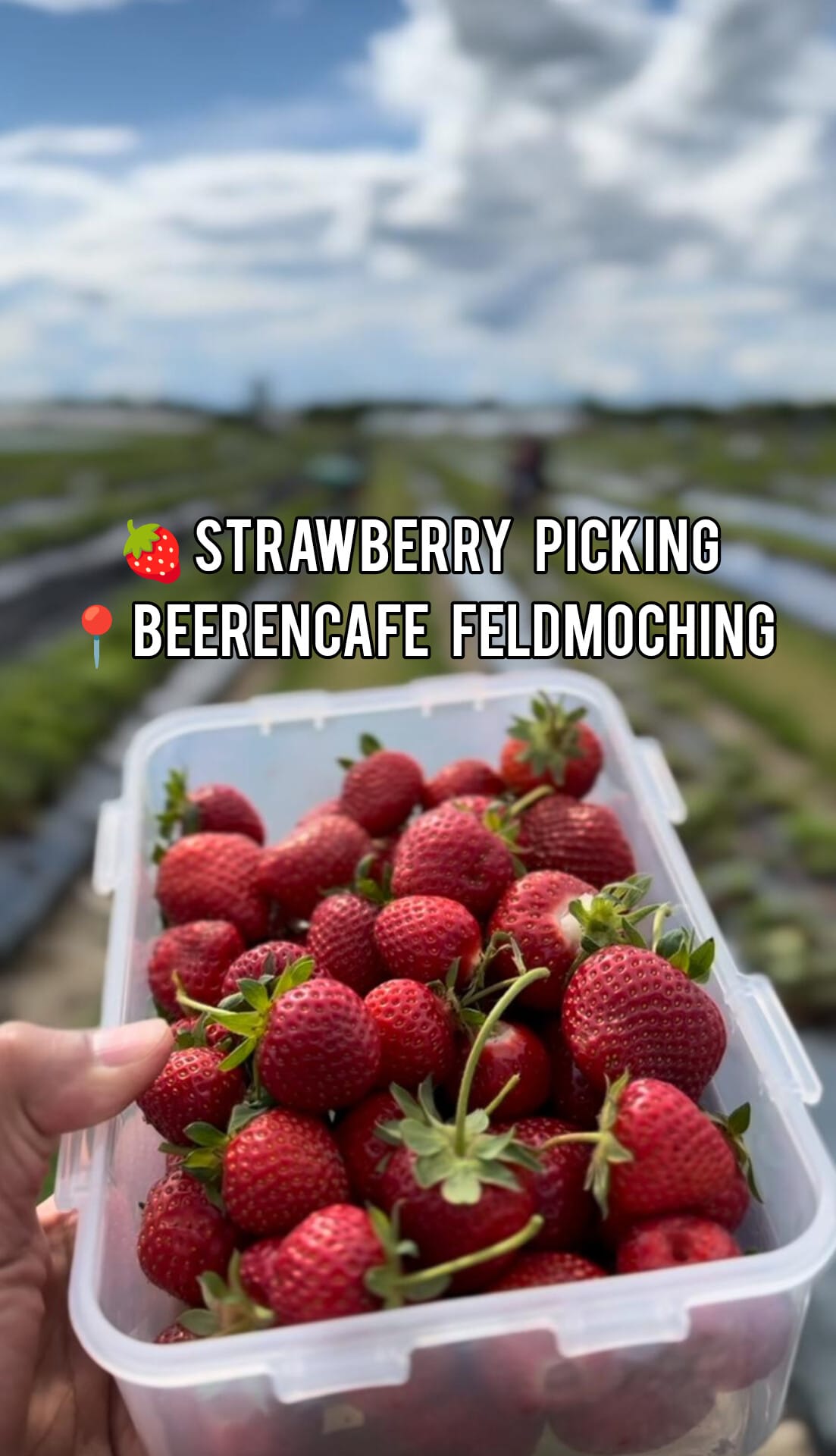 Strawberry Picking at Beerencafe Feldmoching in Munich