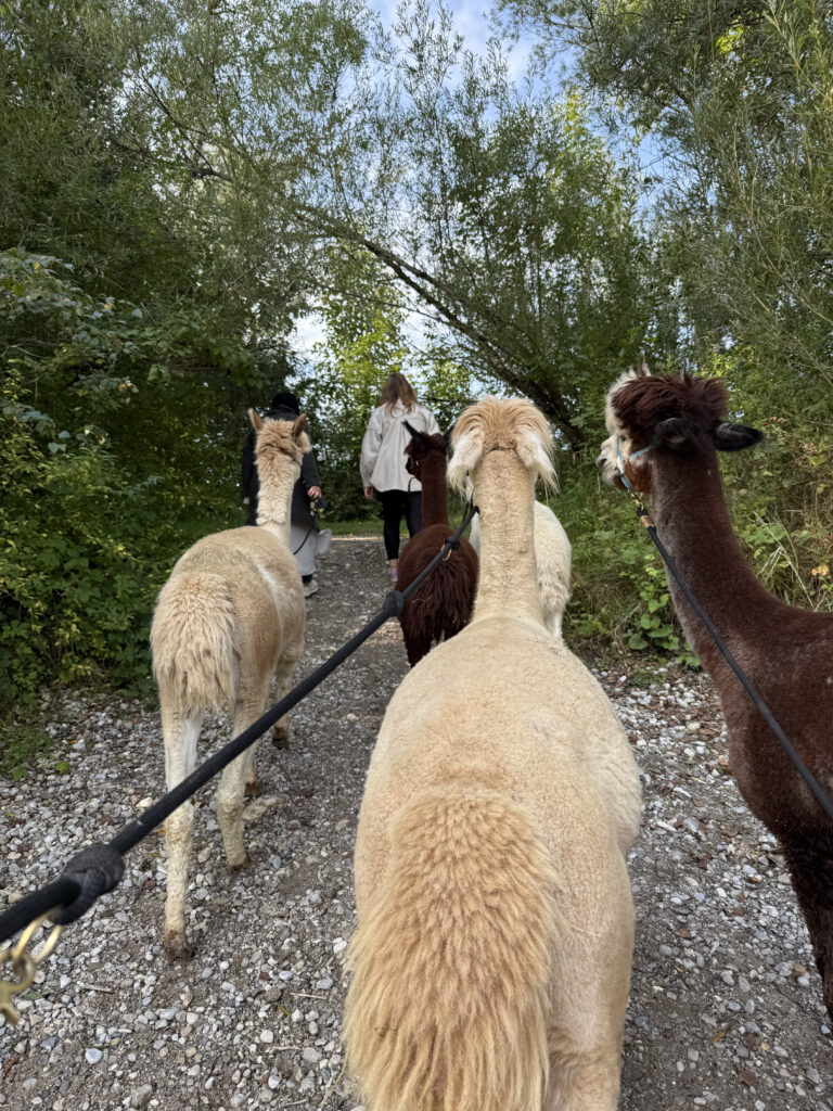 Walking with Alpacas in Bavaria – A Unique Day Trip from Munich