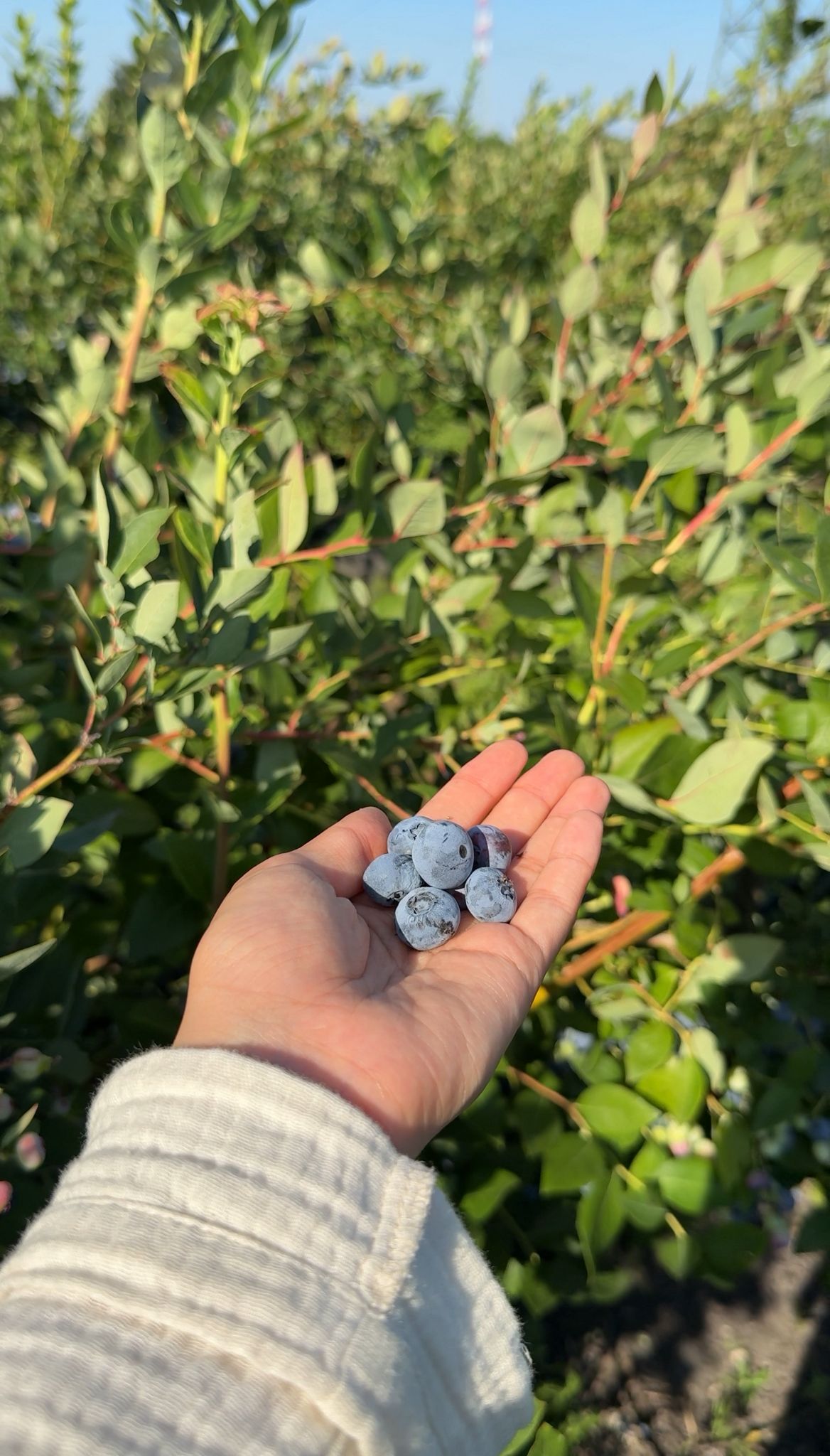 Things to Do with Kids in Munich: Fruit Picking, Pumpkin Patch and More